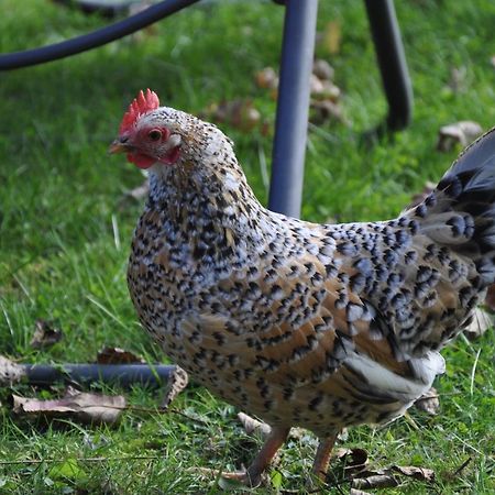 Pension Engelshutt Kültér fotó